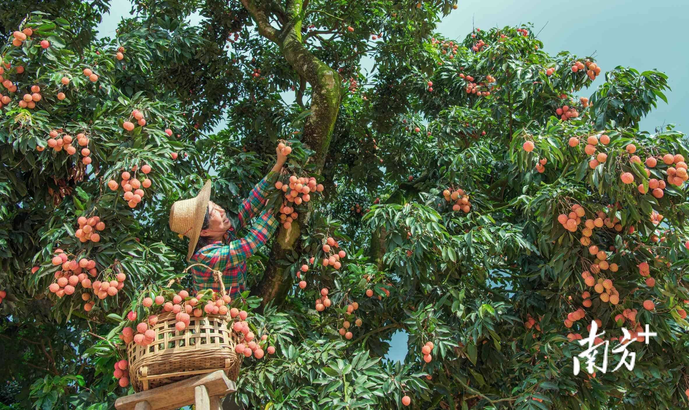 明日,茂名高州见!_荔枝_产业_全国
