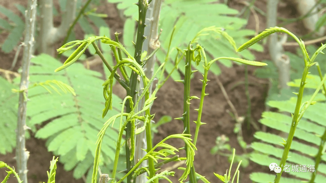 臭菜_九龙社区_种植区