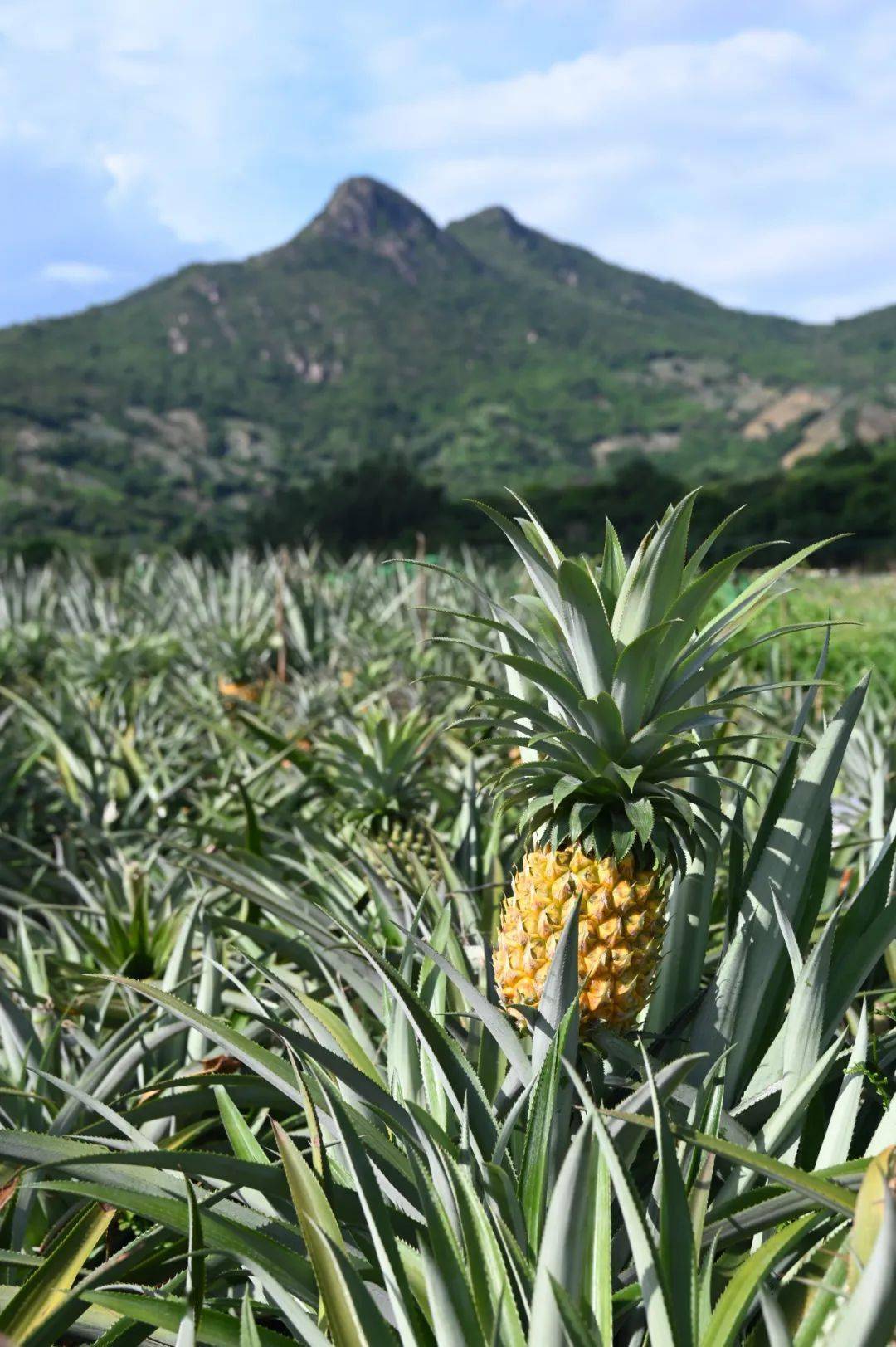 中山这个地方令人神往_菠萝_神湾镇_游客