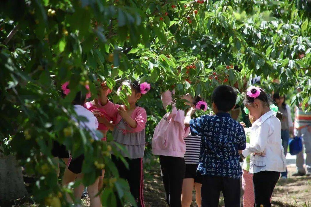 据悉,第八届顺义樱桃采摘旅游文化节,今天盛大开幕,共有13家樱桃采摘
