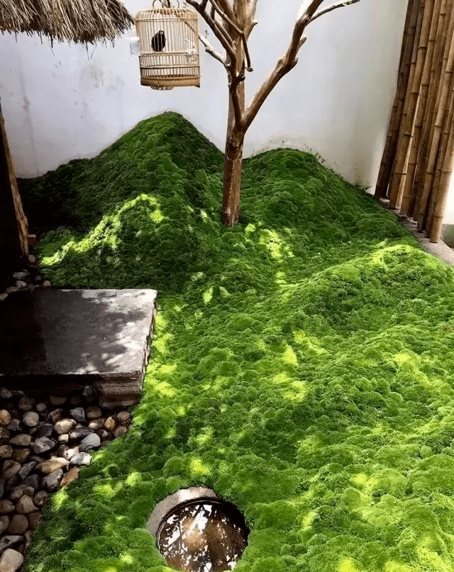 苔藓_进行_世界