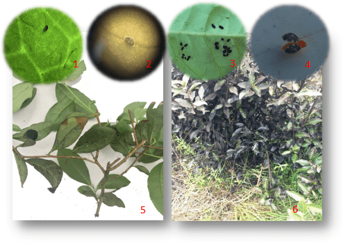 黑刺粉虱防控技术指导来啦,茶农们请查收~_茶园_若虫_茶叶