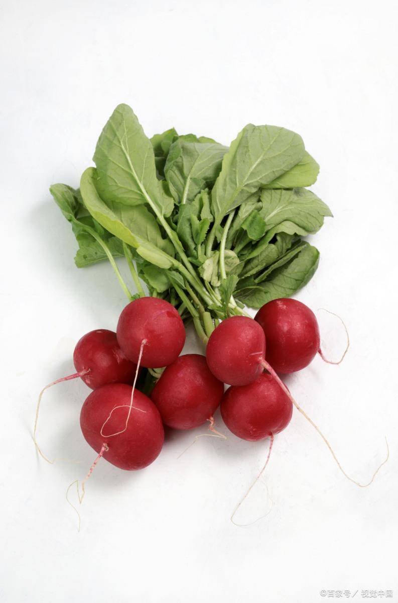 大红萝卜治痛风吗_尿酸_治疗_患者