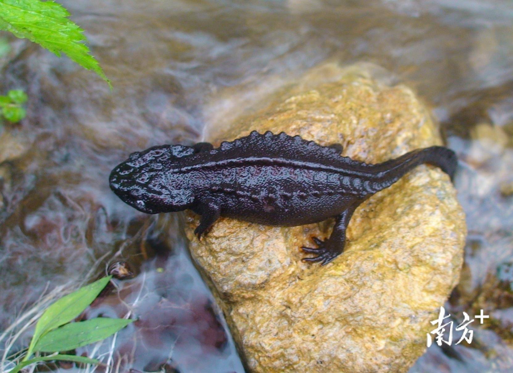 红腹松鼠.红嘴蓝鹊.彭明志 摄红嘴相思鸟.