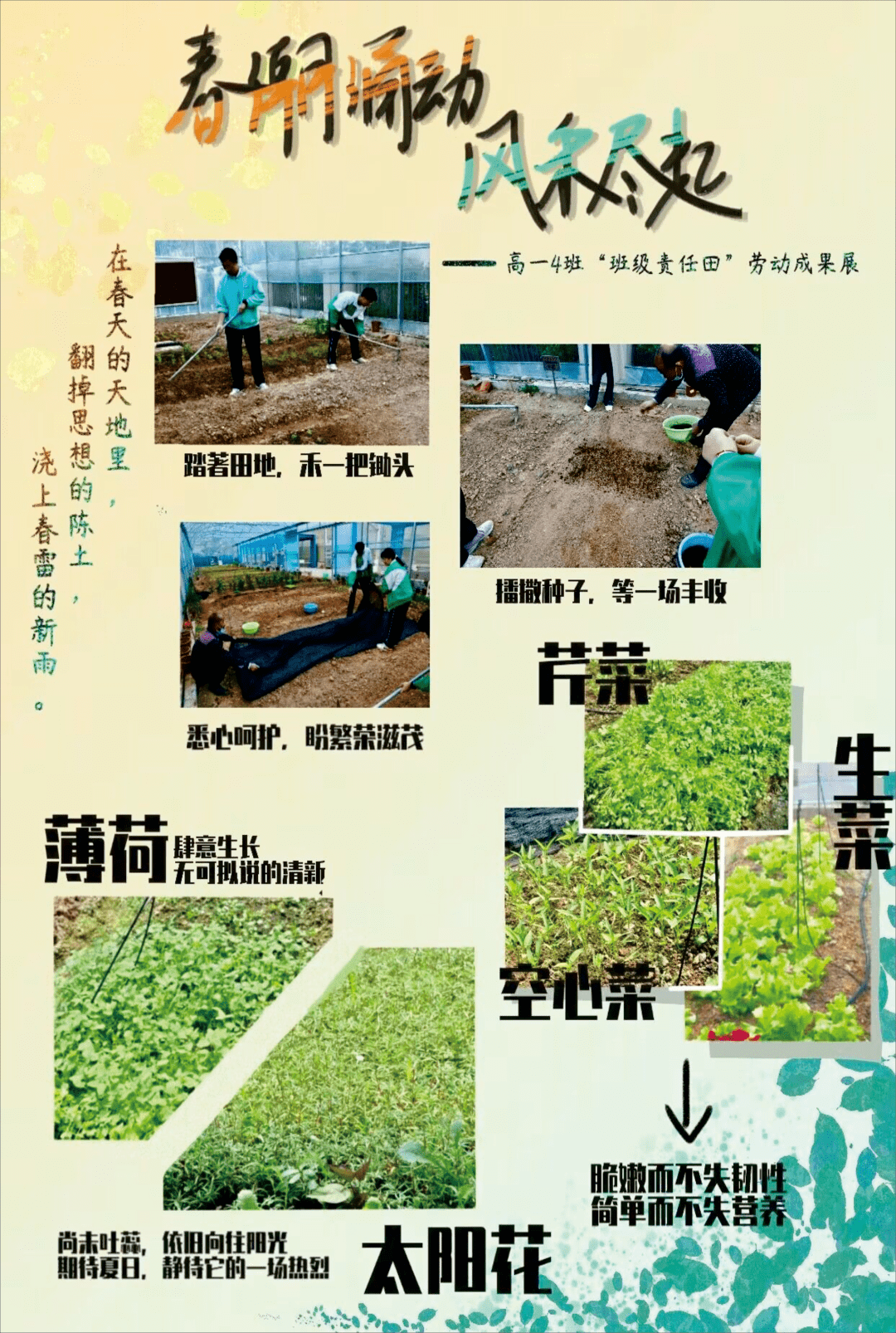 学校劳动实践展板图片