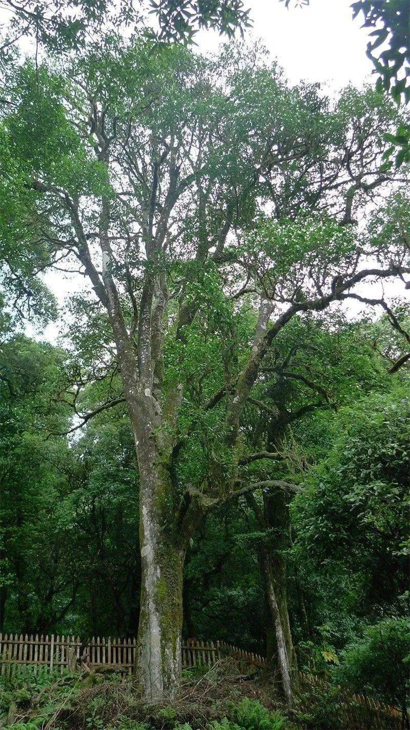 多年的澜沧邦崴过渡型古茶树2700余年的镇沅千家寨野生古茶树王如今