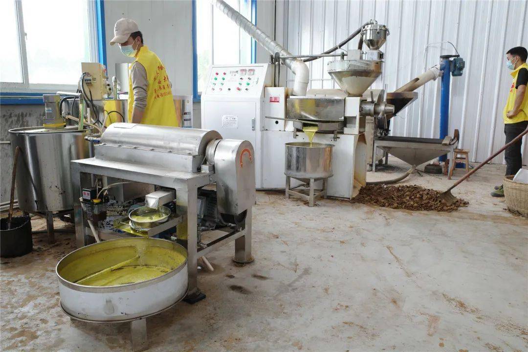 井研县老农民专合社:油菜丰收榨油忙_加工_设备_智能