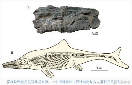 “鱼龙”史前海怪化石再现珠峰