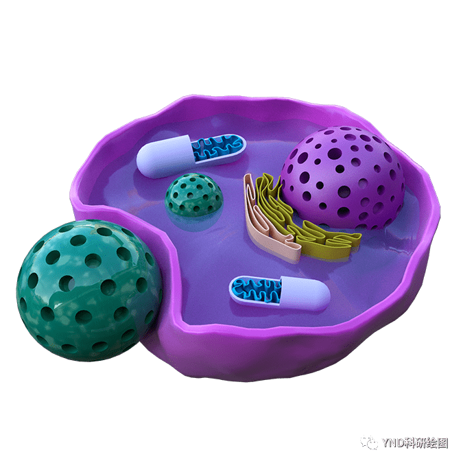 酵母菌结构图 模型图片