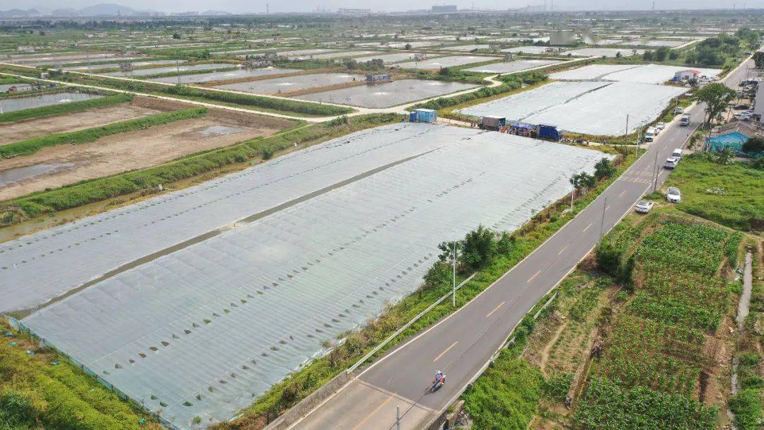 结合"一村一品"建设,平沙镇在大虎社区探索发展黄鳍鲷-桂虾混养模式