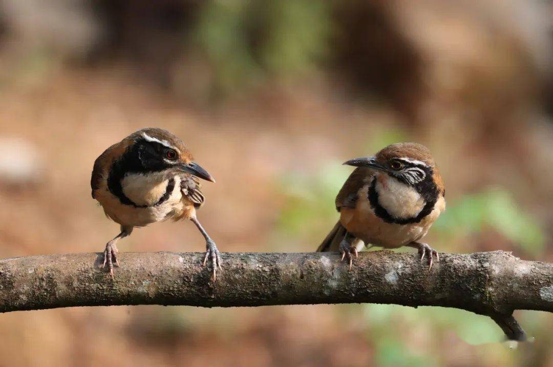 捕蛛鸟▲纹胸织雀▲绣眼▲蚁后▲棕背田鸡▲棕颈钩嘴鹛让我们一起像