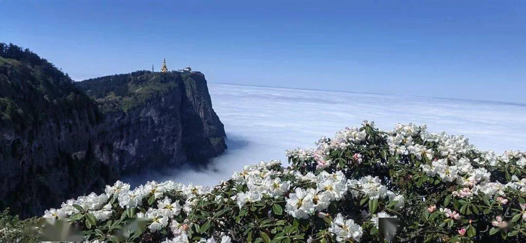 金顶杜鹃全面盛开,绝美盛花期进入倒计时!_峨眉山_花海_佛国