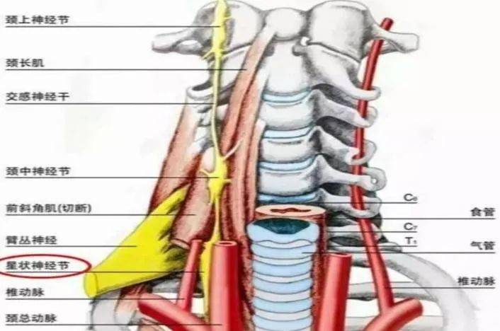 颈2背根神经节图片