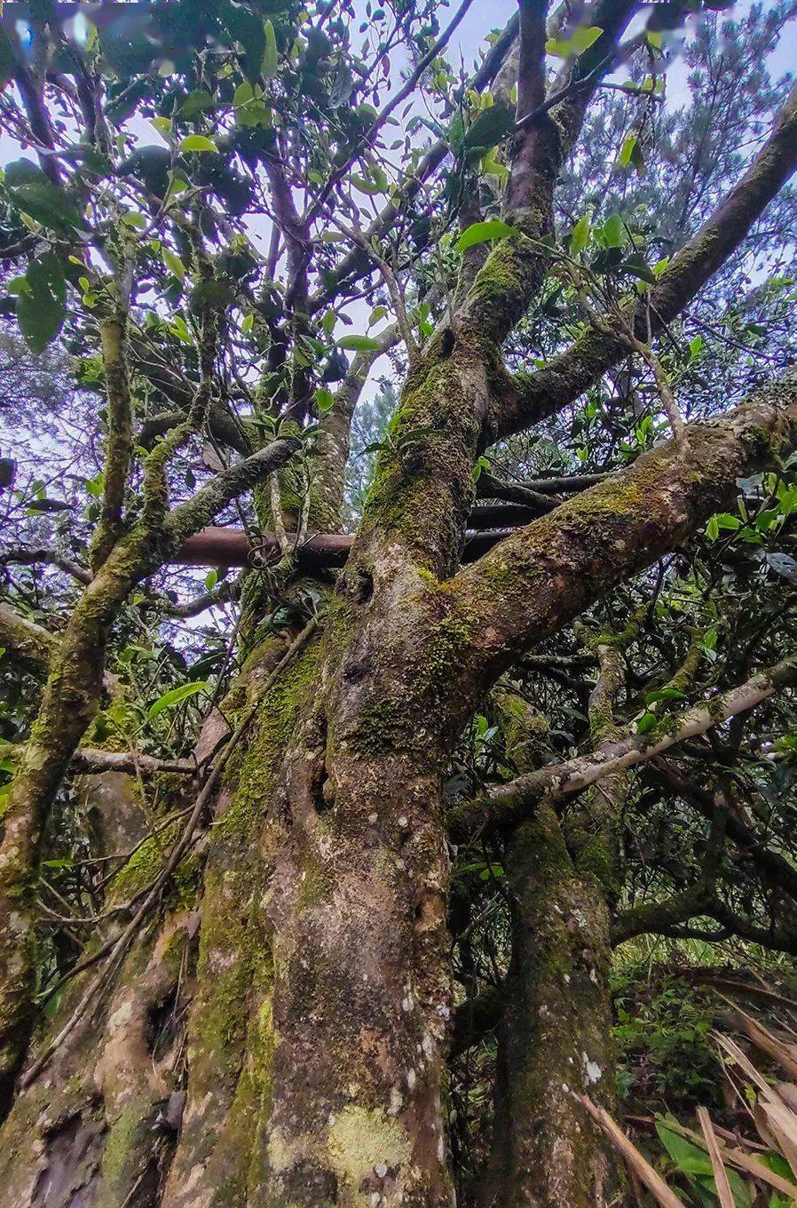 深藏逶迤群山中的水仙野茶树