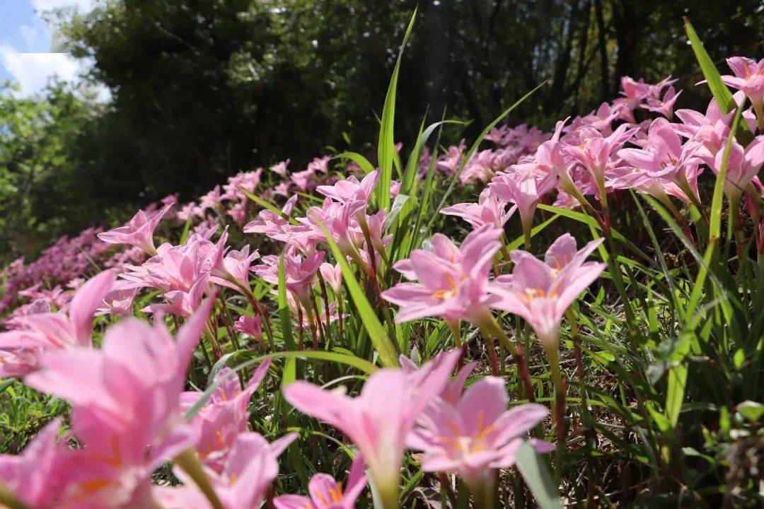 水仙花什么颜色粉色图片