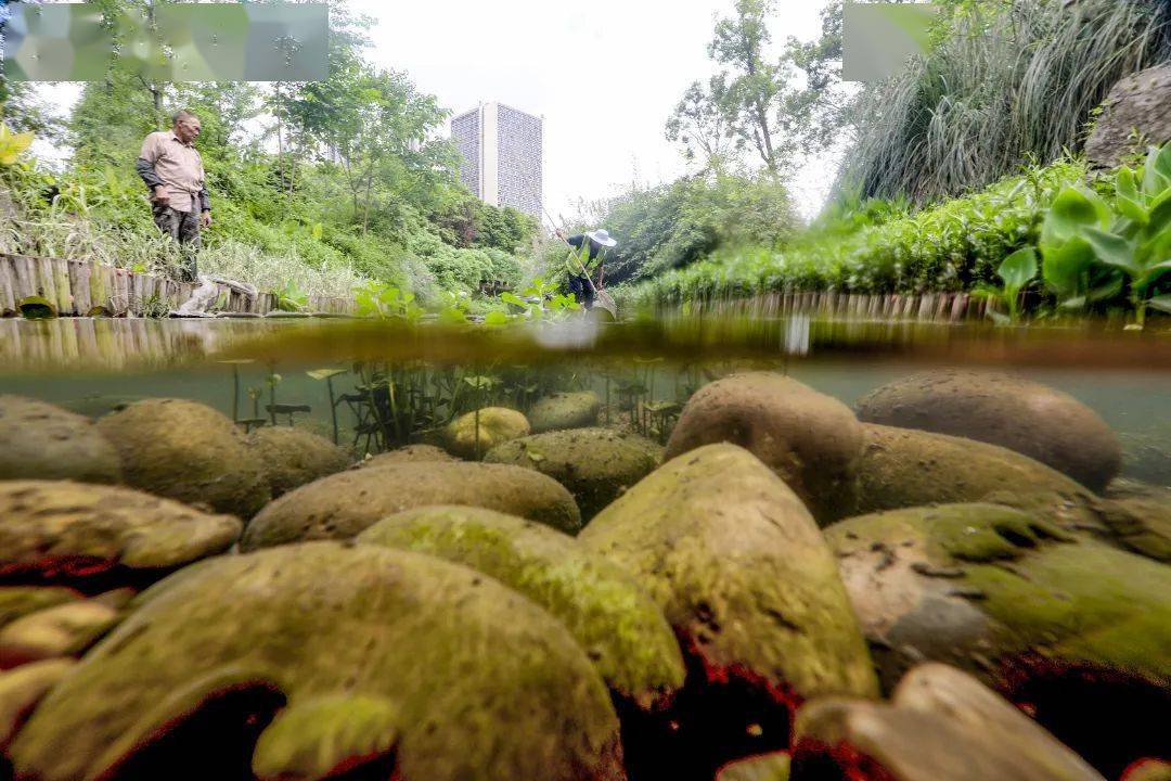 回音壁 | @科学城市民,你关注的水环境治理有答复了→_生态_滩河_河道