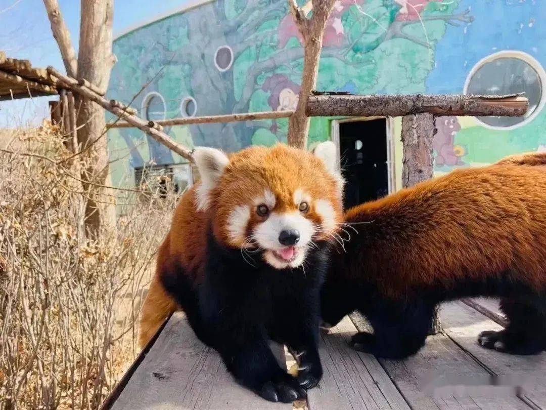免4天门票!购物五折起!只限他们→_东胜区_文化_旅游区