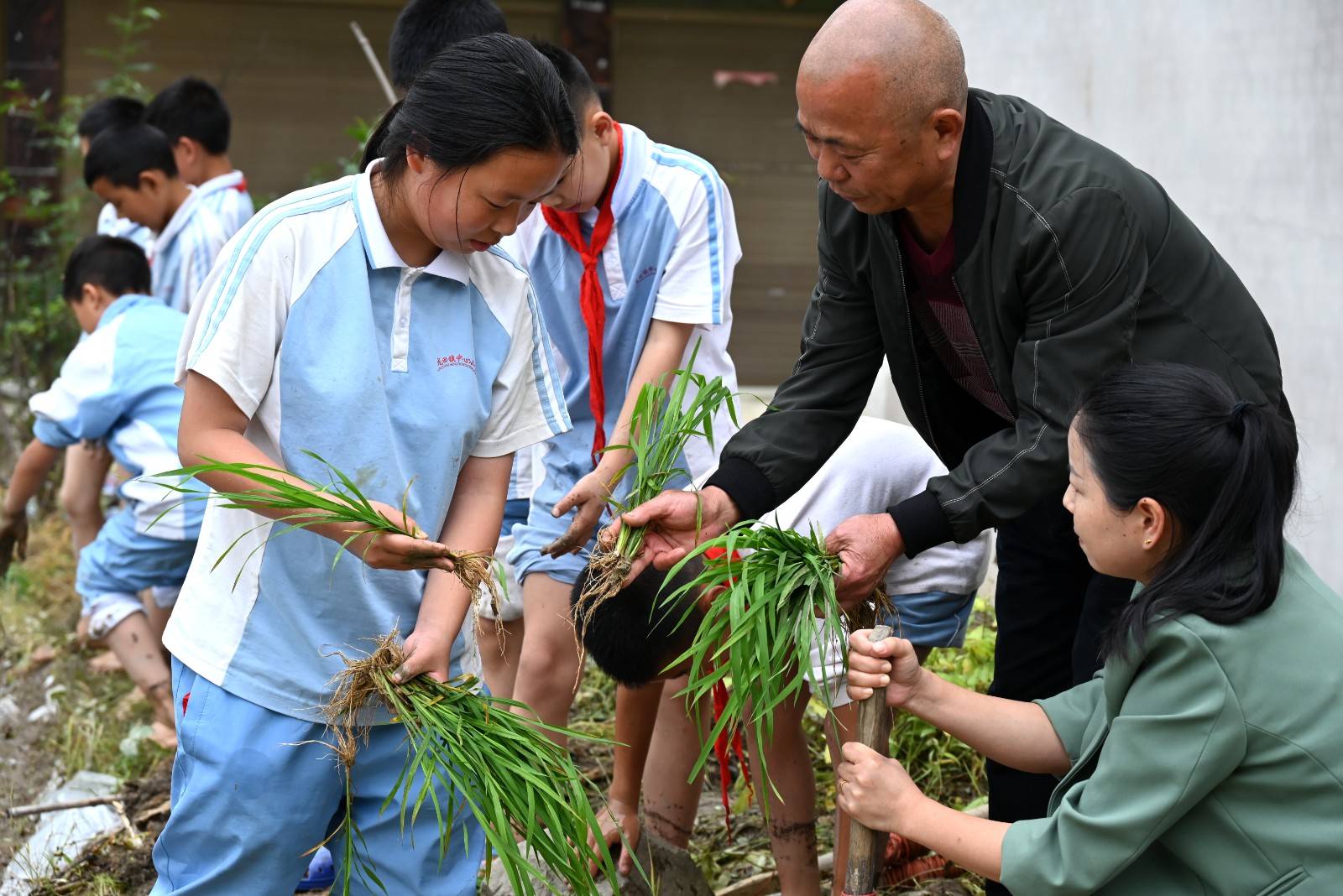 岑巩县龙田镇:"稻香"传承赋能"双减"_教育_劳动_文化