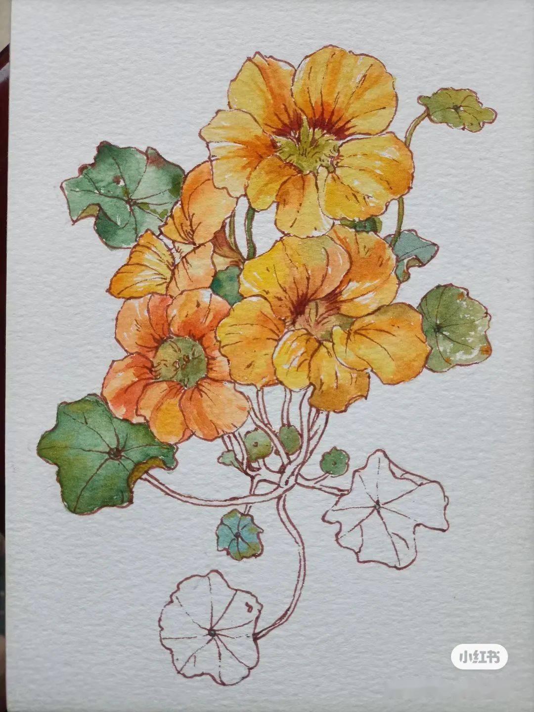 绘画步骤:金莲花绘画步骤:大西瓜简直是初学小白的福音啊大神还很贴心