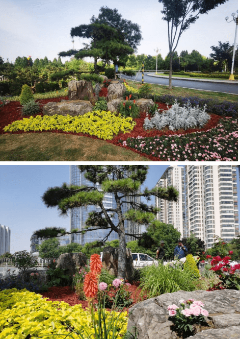 以造型黑松为背景,围绕7块景观石,主要配置植物有康乃馨,彩叶杞柳