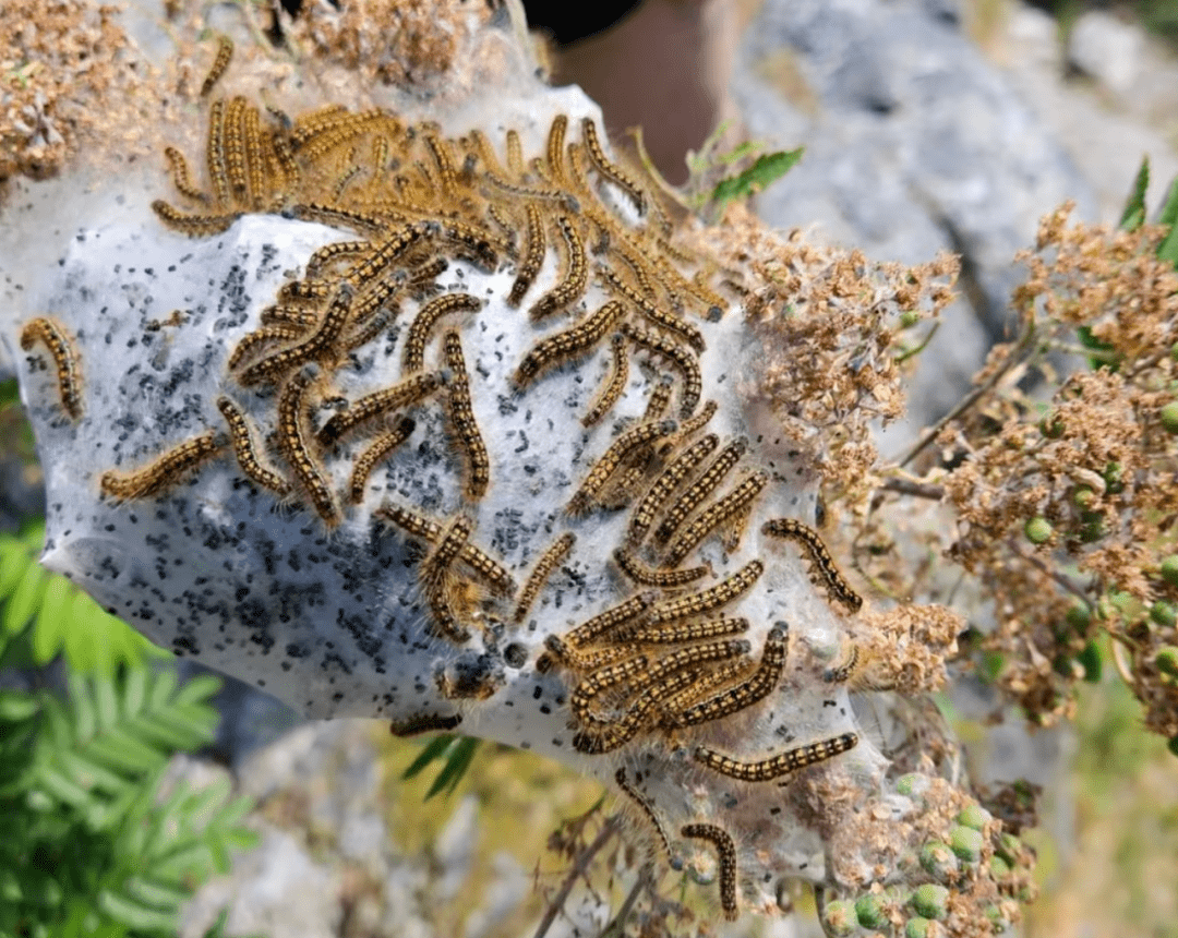 bc省热门度假地毛毛虫泛滥!