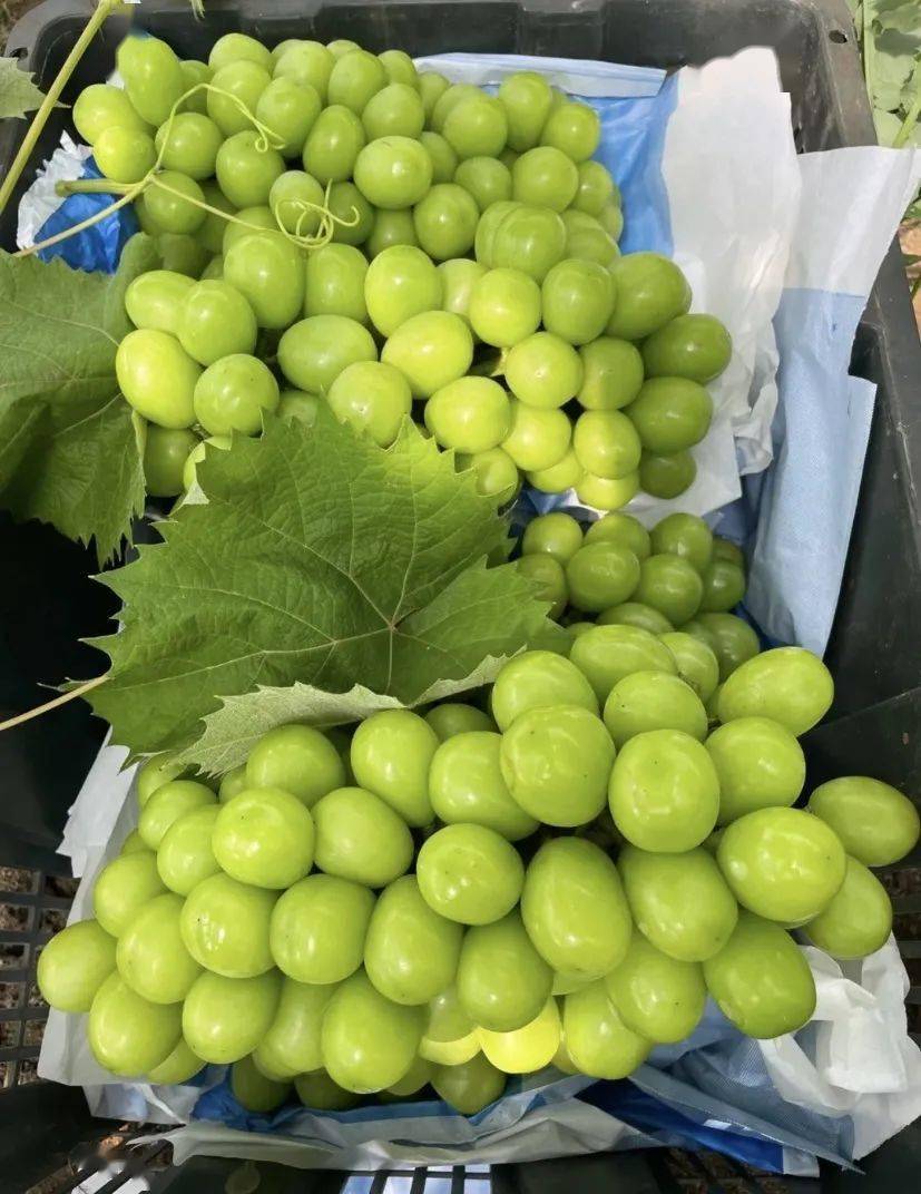 【云南阳光玫瑰葡萄】开团价仅89元3斤!来自云南独家优质果园!