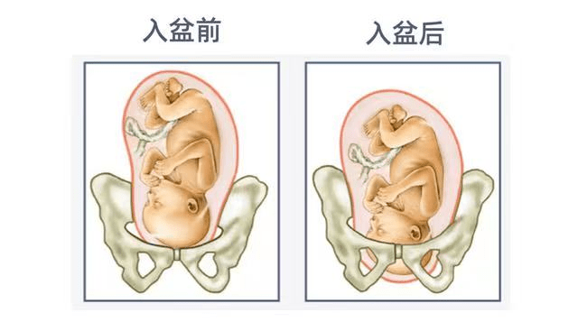 入盆后胎动一般踢哪里图片