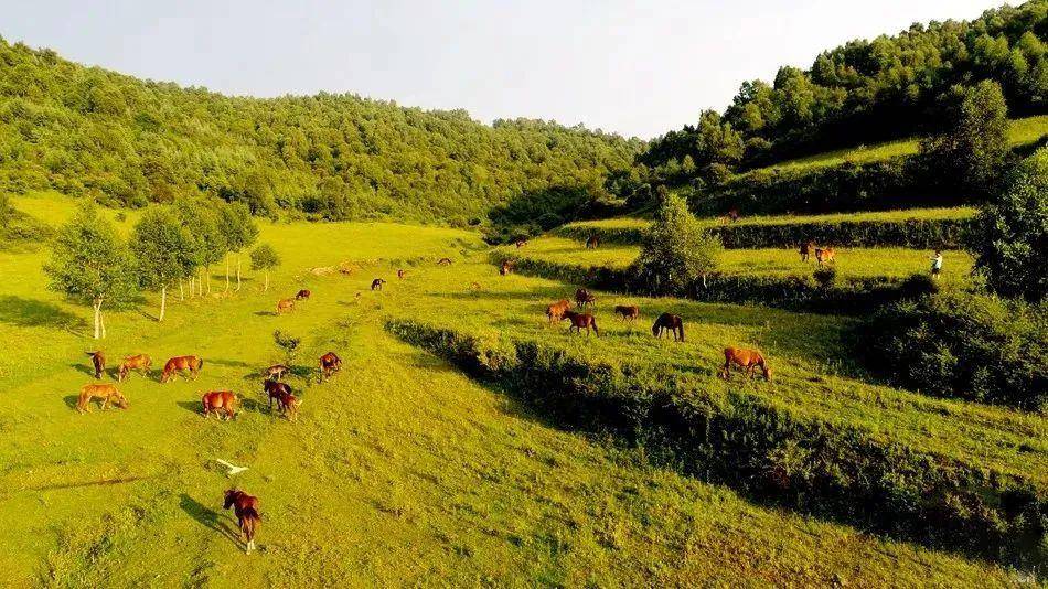 甘肃这些大草原任你策马驰骋!他们是这样!_宕昌_自由_牛羊