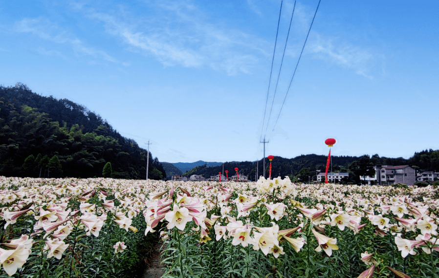 村百合花种养基地,据了解今年种植的百合为花期相对固定的"龙牙百合"