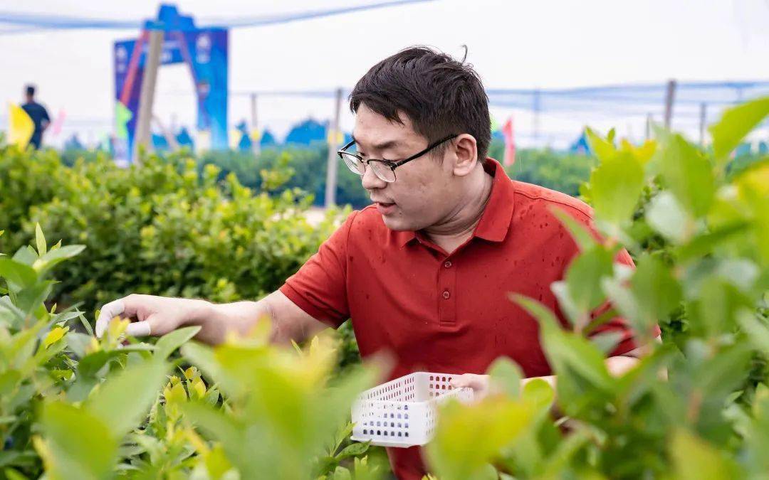"蓝"果香甜,"莓"好味来丨白茅岭农场蓝莓开园了~_发展_集团_品牌
