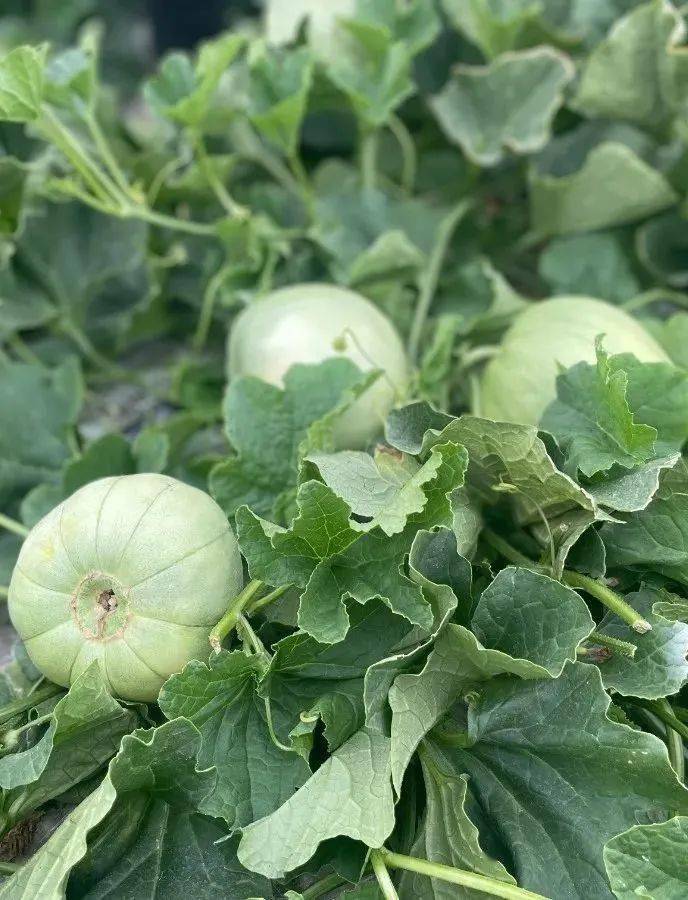 是时候来长丰采摘甜瓜啦~_罗塘乡_香瓜_种植