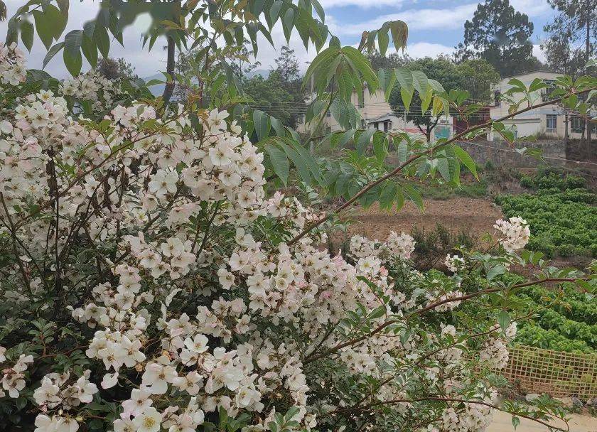 普法强基补短板,普法宣传面对面——保山市二院进挂钩村开展普法_乡村