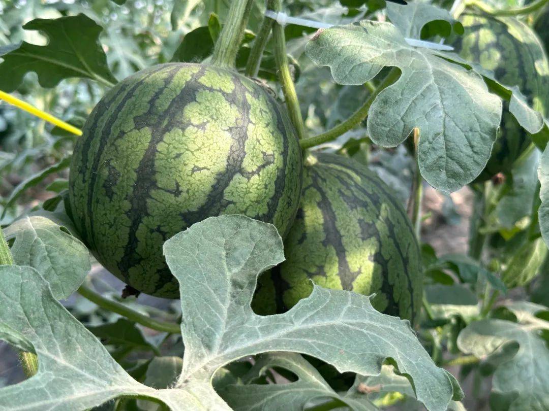 顺义这地500万公斤西瓜陆续上市!又脆又甜还多汁_北务镇_种植_品种