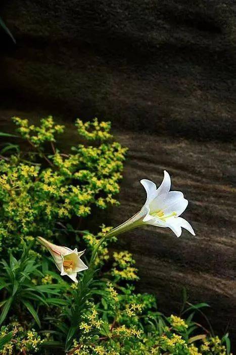 悬崖边百合花开的图片图片