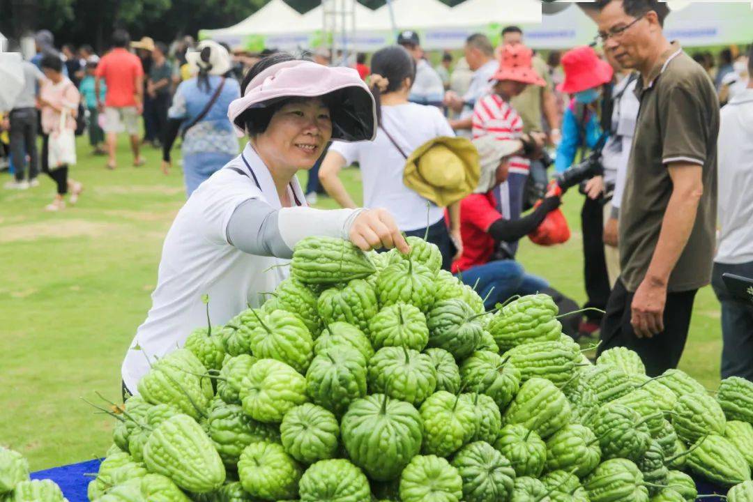 新一届"杜阮凉瓜王"诞生!_杜阮镇_种植_乡村
