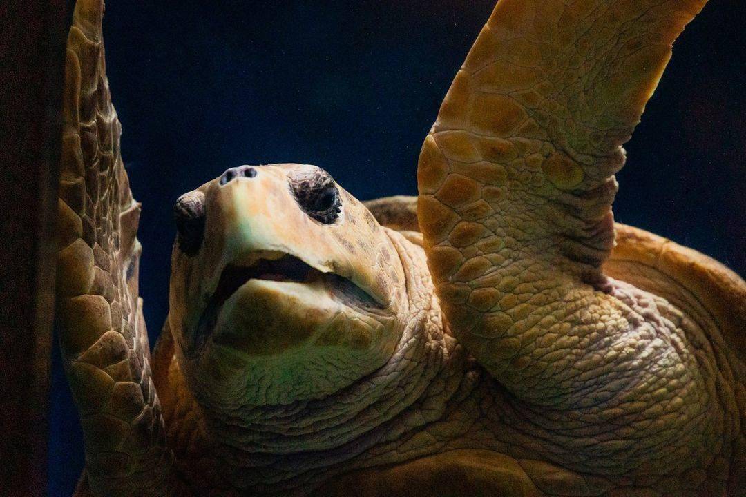 4美元3D打印成本拯救海龟生命 时隔6年重量将达到210磅