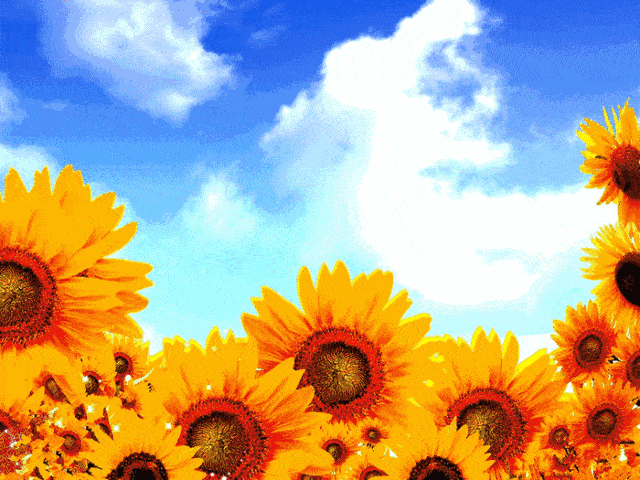 衡阳向日葵花海等你来撩!_示意图_油画_金色