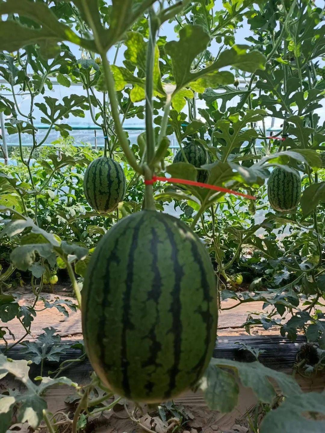 西瓜瓜农:刘军瓜园(刘建军)2果园地址:北京市大兴区四李路品种:l600