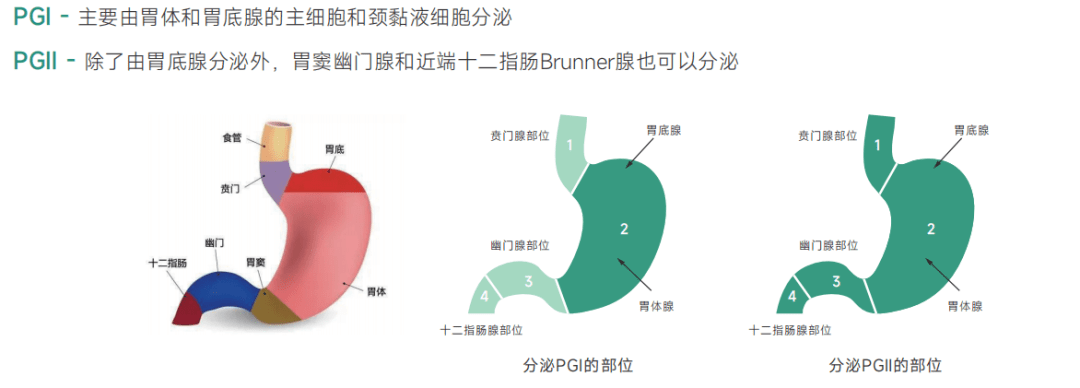 【迁医健康】早筛早诊 防患于"胃"然_检测_功能_筛查