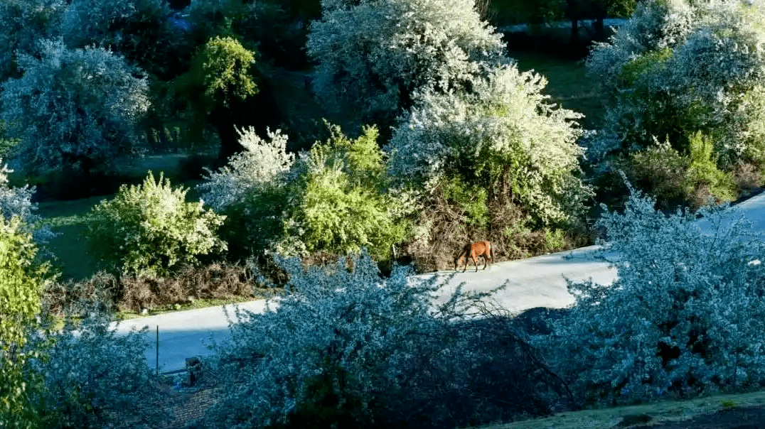 贡嘎环线 伍须海61俄色花61甲根坝61泉华滩4日游自驾_行程_门票