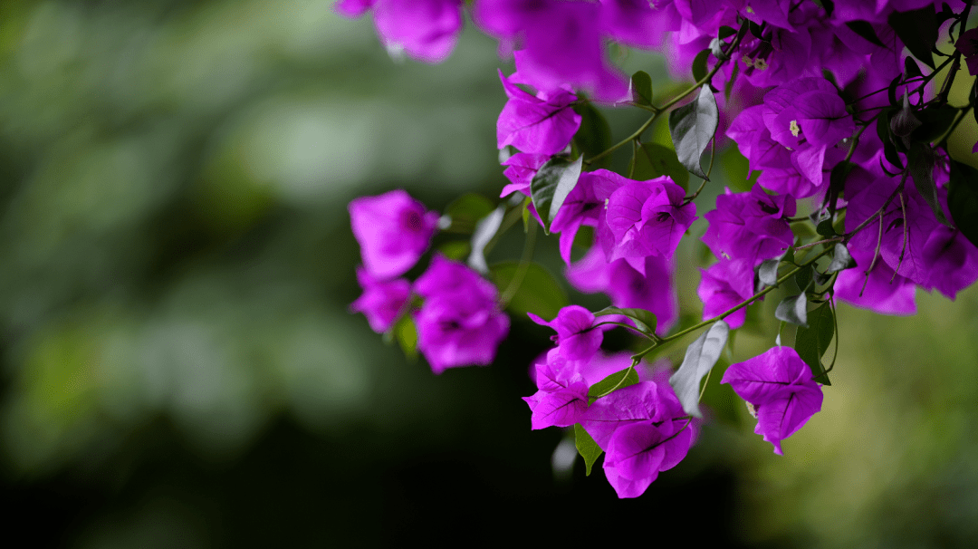 蓝花楹特征