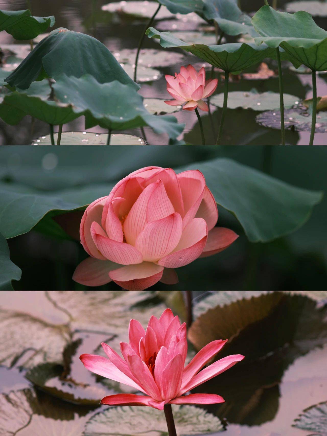 好运"莲莲"!_荷花_佛山_公园