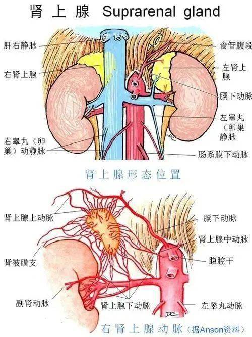 suprarenal图片