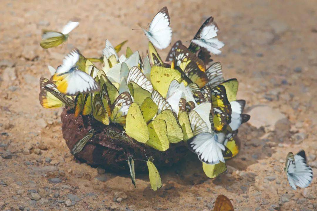 一群美丽的雄性蝴蝶在翩翩飞舞,没有飞往香气袭人的花丛吸食花蜜,却