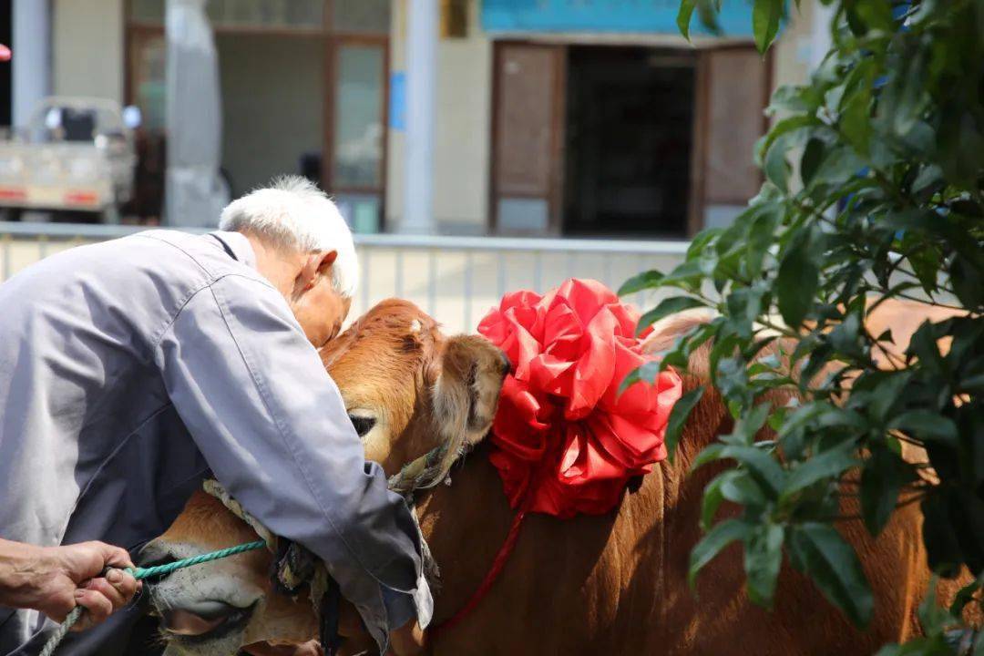 四月八敬牛节图片