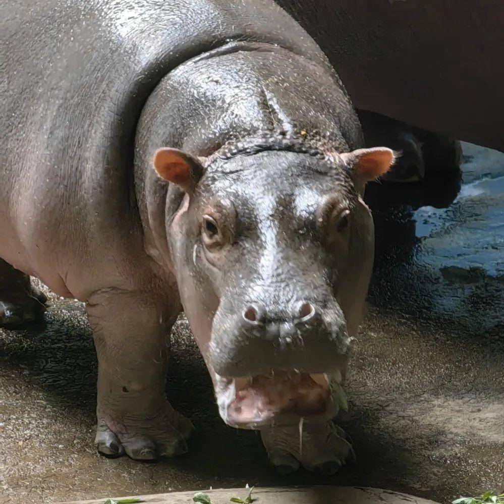 北京动物园:河马"福晨"的第一个儿童节_妈妈_小朋友_宝宝