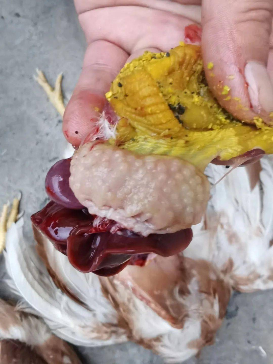 版主分享 | 临床笔记:青年鸡腺胃炎与梭菌_蛋鸡_粪便_病例