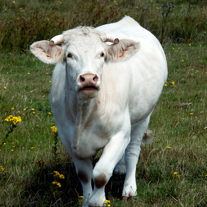 内蒙古_乌珠穆沁_夏洛莱