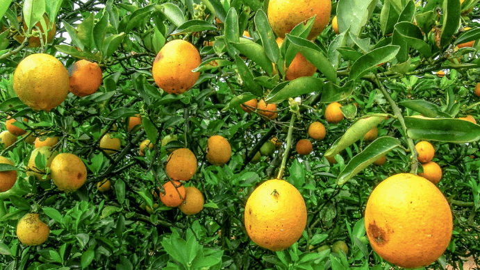 Brazil presents world’s first yellowing-resistant orange variety_The ...