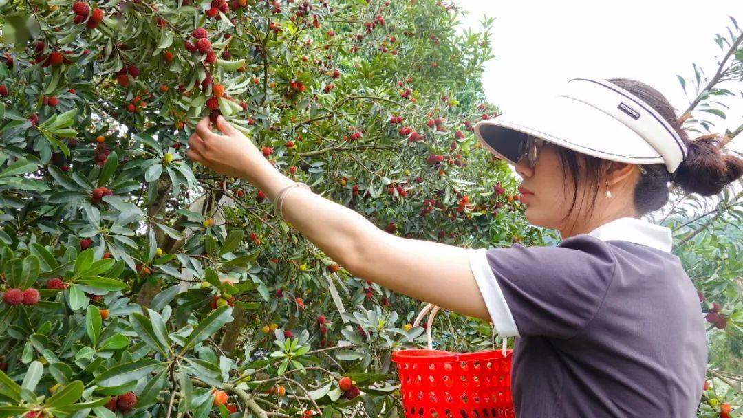 入园吃到饱!威远这里的杨梅熟了,周末就去